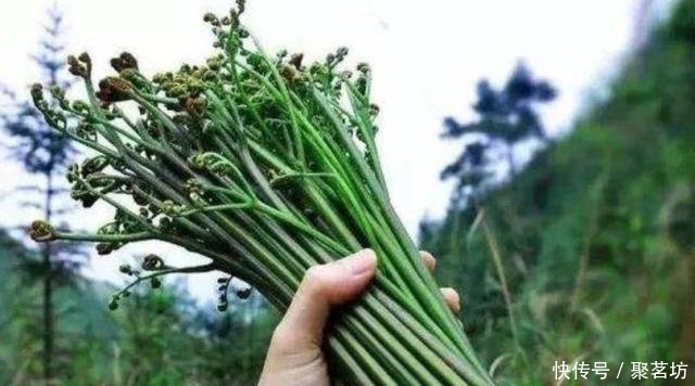 在大山深处，生长着1种植物，人称“山蕨菜”，见到了，是幸运