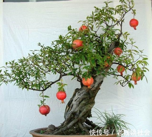 你家石榴盆景还没开花？简单几步，让开花的石榴更具观赏性！