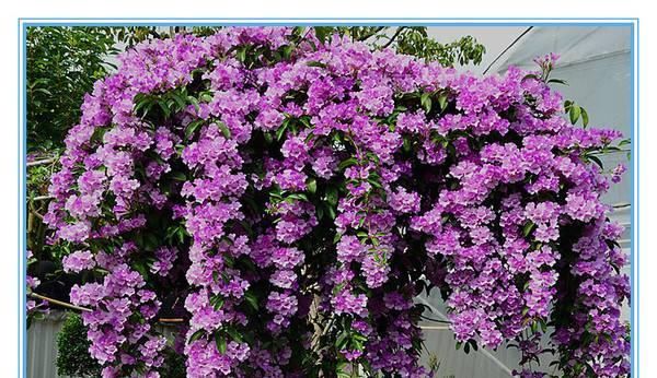  植物|这种花半年长2米，花开千朵，没有虫害，超级好养，你养过吗？