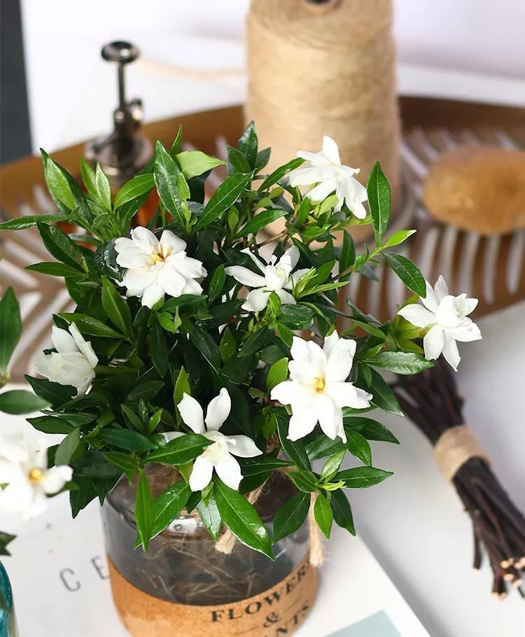 「水里」生活中的小药片,碾碎了丢在水里,用药片水浇花,不黄叶不烂根
