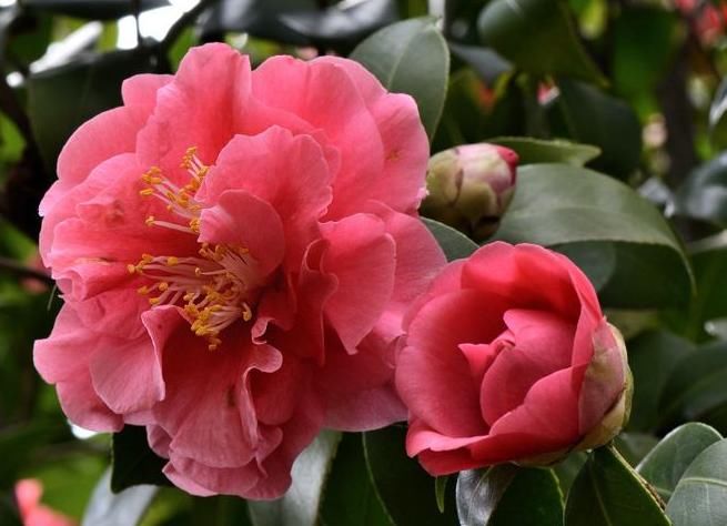  『阳台』阳台就养“4种花”，花朵美艳，花苞一茬接一茬，阳台美成后花园