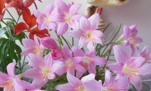  #朱顶红#春季养此款花卉，花大服盆快，花色艳丽，花开枝繁叶茂