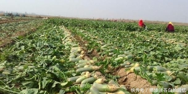  #少有#一年收3次，亩产超万斤，出口量又供不应求，为啥少有农民