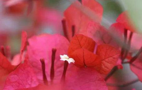  【绿萝】这几种花最适合夏天养,越热开花越多,比绿萝还好养