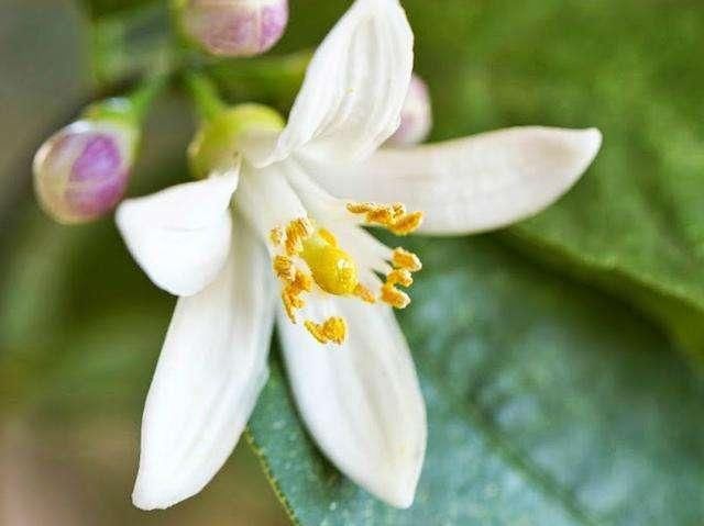 毛孔里反反复复挤出的小米粒，属于螨虫黑头，陨灭螨虫只需2招