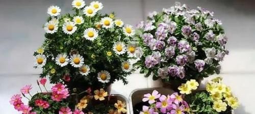  「枝繁叶茂」养花的“3忌”，避开了枝繁叶茂，花爆盆