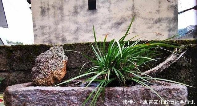  好摄农夫：这两种植物和兰花最容易混淆，简单的2点，就可以区分清楚