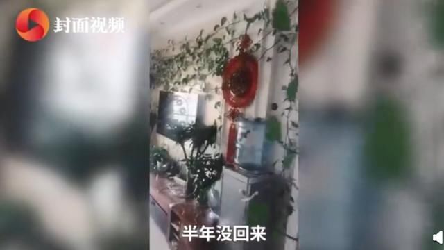  『主人』因疫情7个月没回家客厅变植物园，主人服气：不剪了，留着