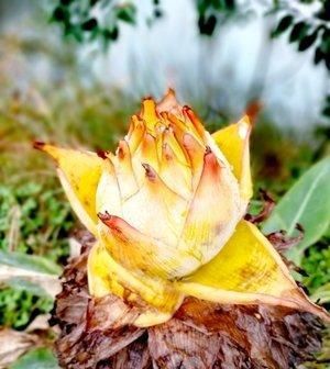  「地上」地上涌出金灿的莲花，高贵优雅叫“地涌金莲”，赏心悦目难忘记
