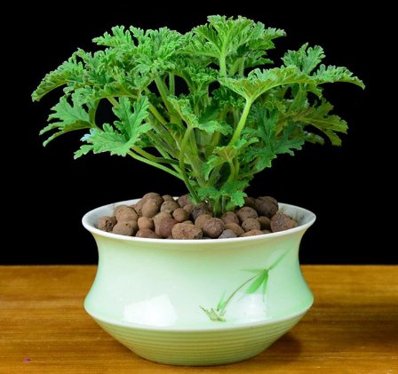  『室内』这些植物堪称天然的熏香，最为蚊虫不喜，养在室内，告别蚊虫骚扰