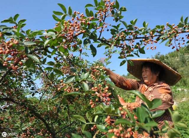 农民回乡种这种树，结的果一斤能卖上百元！很多人都种不起