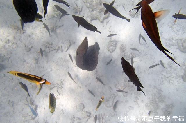 农村老话“有水就生鱼，鱼从天上来”，天上为什么会“下鱼”