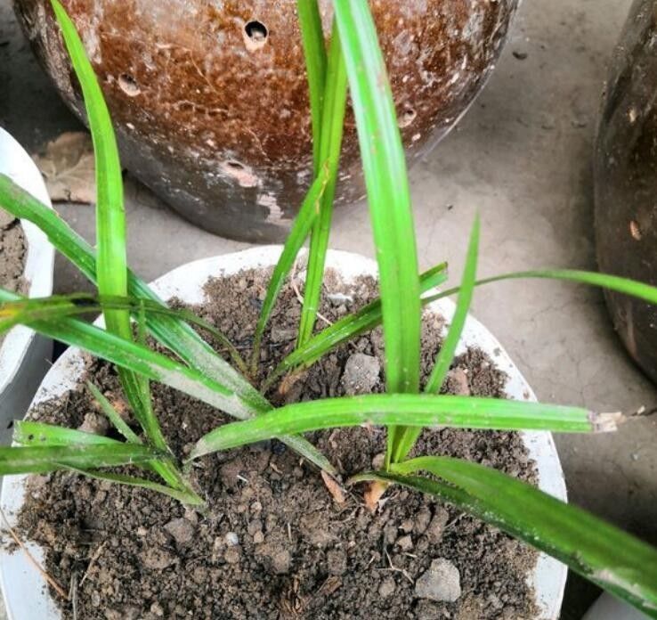  大叔■农村大叔养兰花真有一套，不花钱买花肥和植料兰芽照样呼