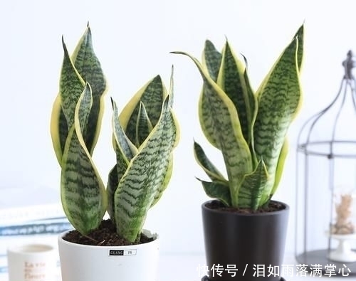 「花叶络石」农村遇到此“瑰宝级”植物，快挖回家摆起来！家人身体越变越棒