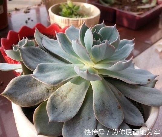 『裙子的现象』春天养殖多肉如何避免''穿裙子''?掌握浇水窍门,植株越来越美