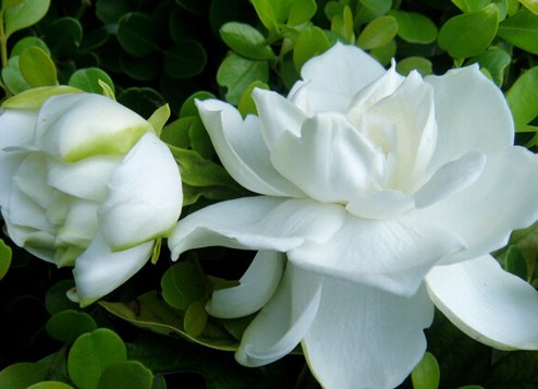  [栀子花]这些花朵超好养，不管也爆盆，放在家里，你也能拥有一片花海
