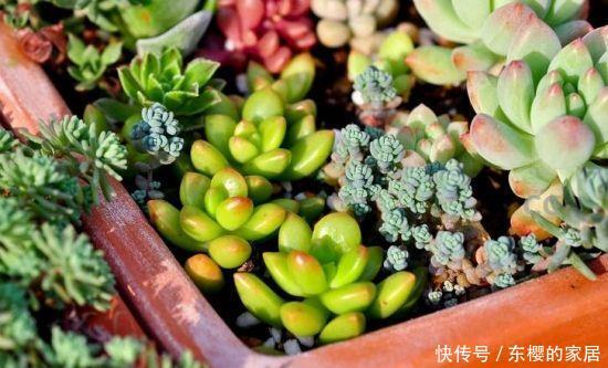  [阳光]“3种”多肉现在养，多晒阳光，夏天美成花朵