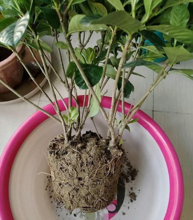  [栀子花]栀子、茉莉老黄叶，不缺肥不缺水，就是缺“醋”，浇点酸水长得旺