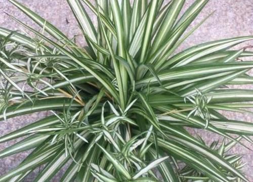  『呼呼』此种植物常见黄叶干尖，浇上一种水，匍匐茎蹭蹭长，呼呼变成瀑布