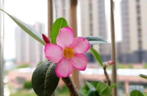  [家里]家里喜欢养花，这4款小花，四季开花不断，花苞满枝头，色彩和谐