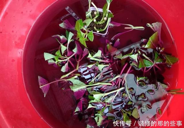  『执着的花盲』养花技巧：这5种花现在扦插，下个月就开花，千万别错过时机！