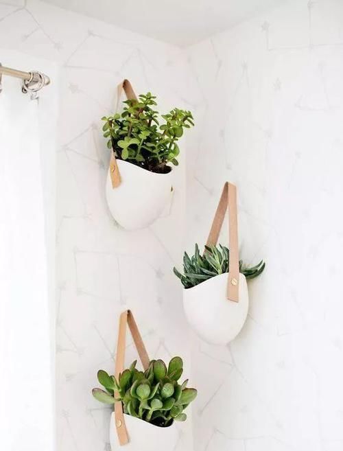  「空间」植物还种在地上？隔壁邻居把植物挂在了墙上，美翻了