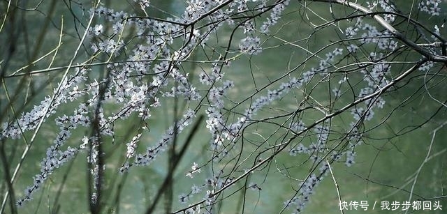  [春风]三月春风暖人间 踏青赏景正当时