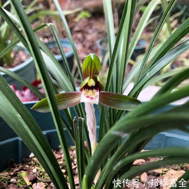 『虎皮』虎皮兰周围扒圈土,小钢芽嗖嗖冒,一盆能分出10几盆