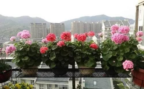  「要注意」9种折个枝叶就能扦插的花卉，又能省不少了！