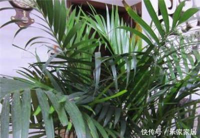  「夏季」如何给散尾葵浇水