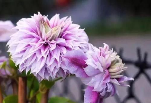  [园艺师]被誉为“藤本植物皇后”的杰克曼铁线莲，堪称植物认第一。