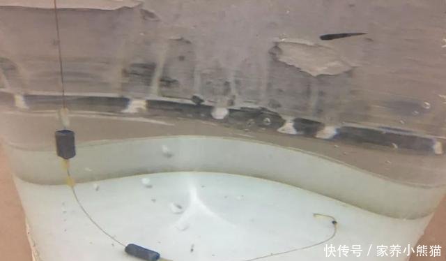  『个头』个头虽小，扰窝能力却极强，野钓遇见麦穗鱼该如何处理