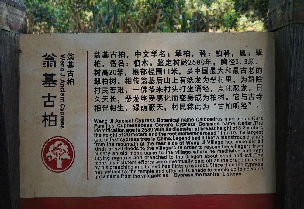 云南一株低调古柏，中国可排前三却少人知道，村民说有茶就足够了