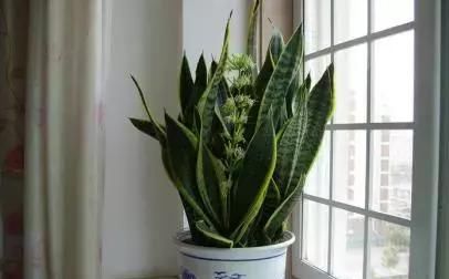  『窗台养护』不同的植物放不同窗台养殖，“分分钟”爆盆，看看你家植物适合放哪里？