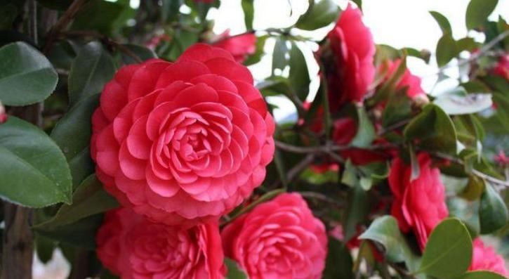  『花色』四种茶花，观赏性强，花期长，花色明亮艳丽