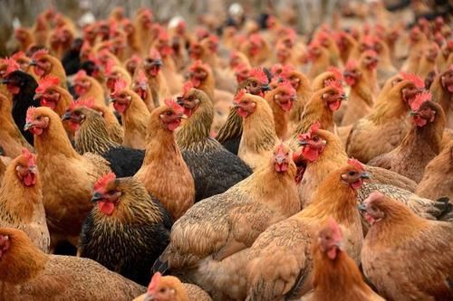  养殖场|环保政策下的养殖业，未来这几类人最赚钱