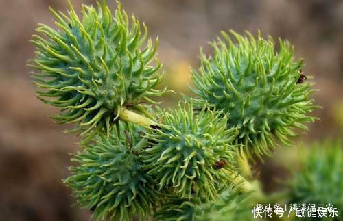  [武器]全身带刺的野果，曾被孩子当武器扔，如今市场需求大农民