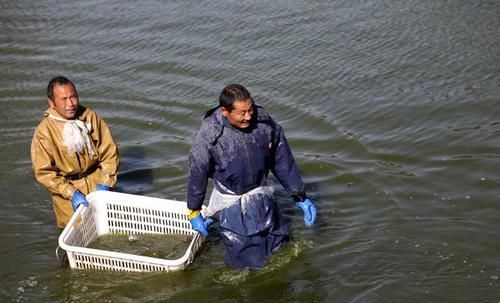  「夜晚」黄河边家家养大鲤鱼，喂“中药”饲料，夜晚2小时巡塘一