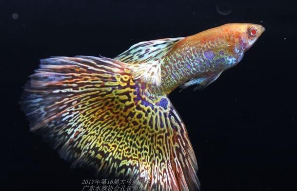  【均表现为】孔雀鱼太好繁殖啦，所以孔雀鱼的品种多到让你数不过来！