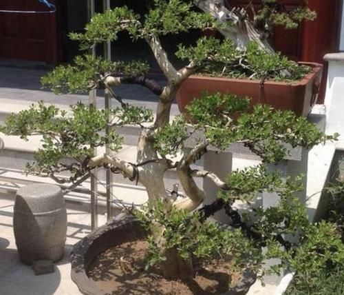【枝条】茉莉花、绣球花,也不如2种“盆景树”,茎干、枝条好看,价值高