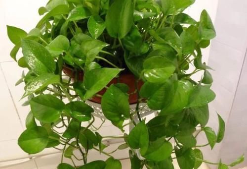  「枝条」水培繁殖绿萝怎么做？按照2步简单操作，养1周根须就能抱成团