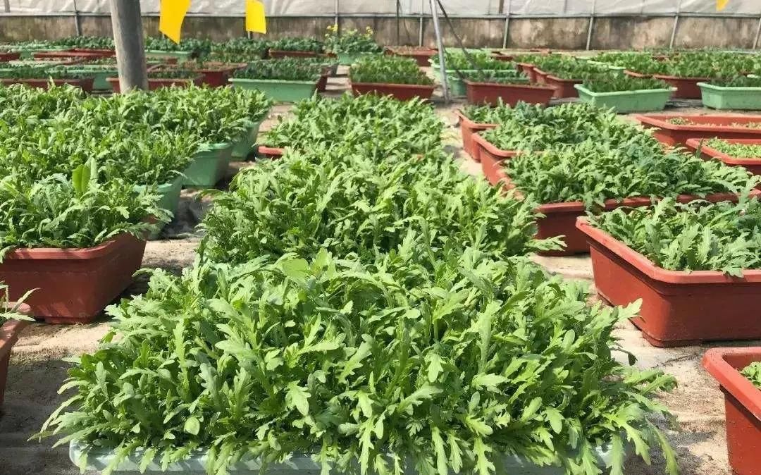 『够吃』阳台就是大菜园，这6种蔬菜都能种，一年不用买菜，全家都够吃