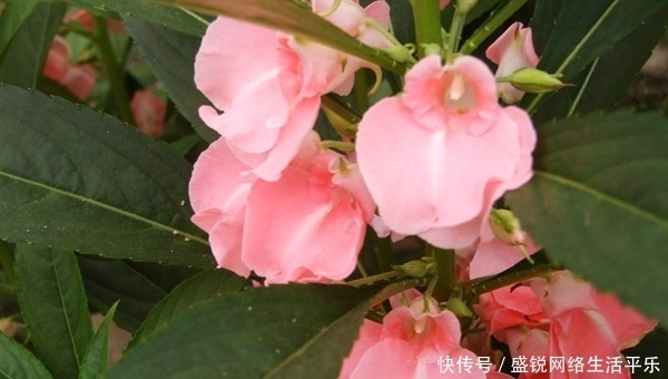 鲜花总|此花是很有趣的花,颜色娇艳,就像是一个亭亭玉立的姑娘一样