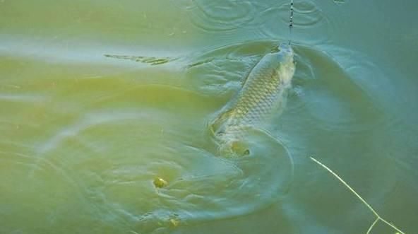 杂物落水@春季鱼儿习性较特殊,野钓时打窝需要注意两点技巧