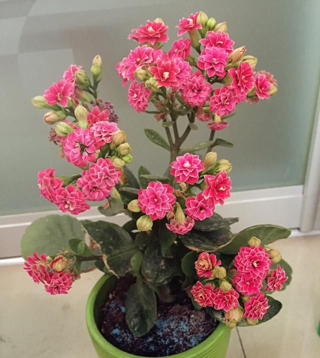  #紧凑#长寿花花柄太长就这么“办”，花枝紧凑才能开成“大花球”！