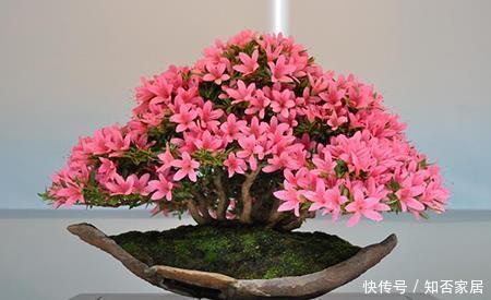  「美好」喜欢养护花卉，就选择花色艳丽，开花容易爆盆的花卉，吉祥美好