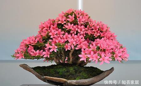 「美好」喜欢养护花卉,就选择花色艳丽,开花容易爆盆的花卉,吉祥美好