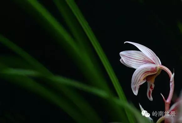 盆景构景十种风格