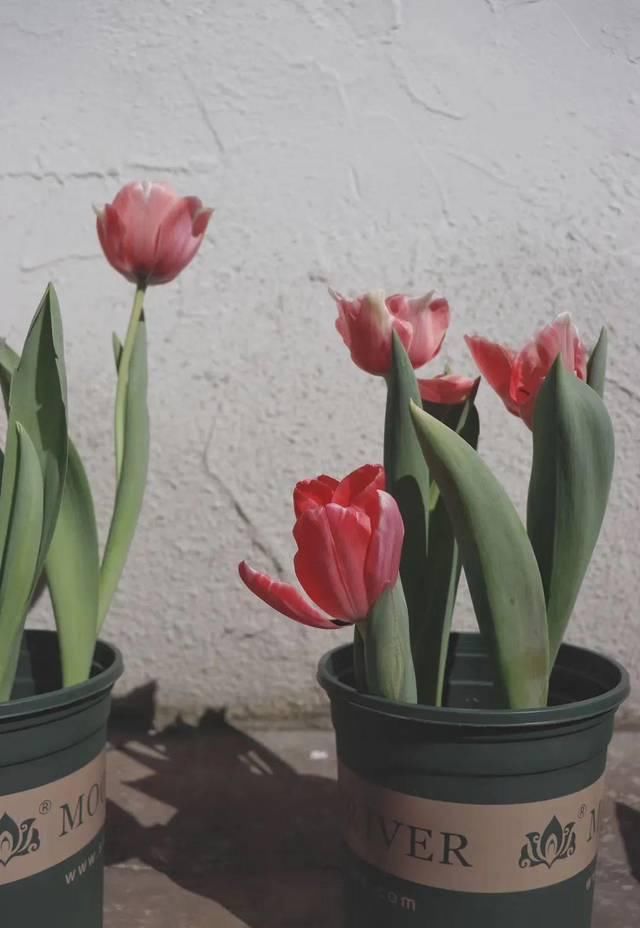  「超级多」让你的照片美貌营业，百万博主们都离不开它！