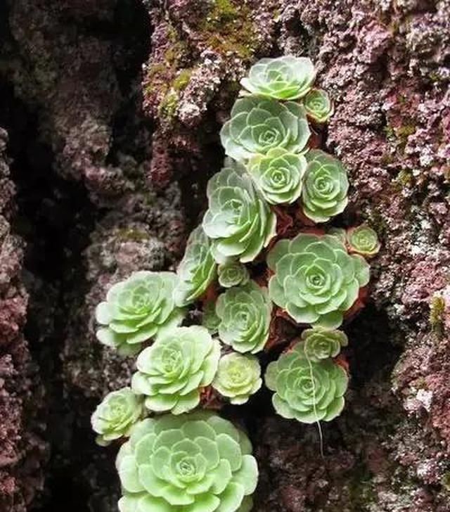  『山地』休眠期反而更惊艳的山地玫瑰，这种多肉，越热越好看！